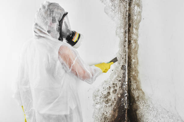 Why You Should Choose Our Mold Remediation Services in Dunnigan, CA